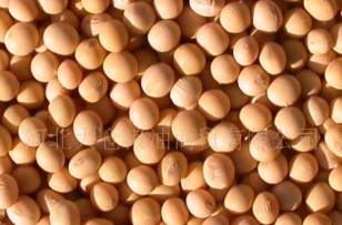 黄豆、高蛋白黄豆