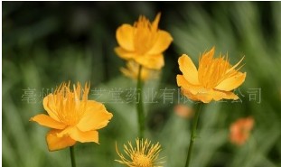 保健花草 金莲花 中药材植物原药材
