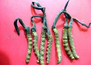 中药材虫草