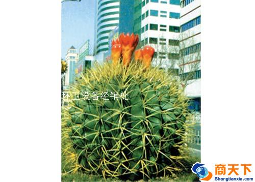 仙人球