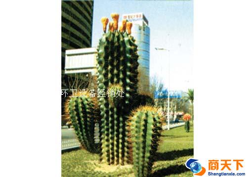 仙人掌
